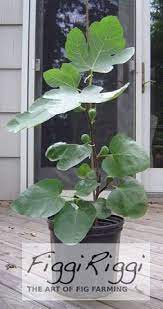 Keep the soil moist but not soaked. 40 Potted Fig Trees Ideas Fig Tree Fig Plants