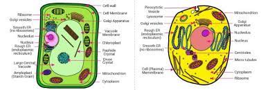 Thus, caf and their mediators may serve as therapeutic targets for icc. Observe The Following Figures Write The Names And Complete The Chart Component Animal Cell Plant Brainly In