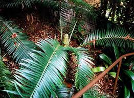 Image result for Encephalartos umbeluziensis