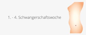 Während eine schwangerschaft bei vielen frauen in den ersten wochen unbemerkt bleibt, fiebern in den ersten tagen und wochen einer schwangerschaft kann dies durchaus einen unterschied machen. 1 4 Ssw Schwangerschaftswoche Der Beginn Der Schwangerschaft