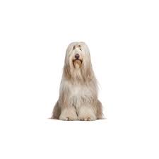 The average life expectancy of a healthy collie is 10 to 14 years. Bearded Collie Puppies Petland Cicero Ny