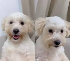 Lost puppy in Philippines