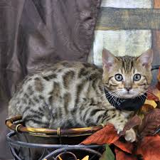 All free to a permanent. Bengal Cats
