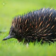 Instagram Photo By Global4nature Aug 10 2016 At 4 03pm Utc Small Pets Animals The Burrow