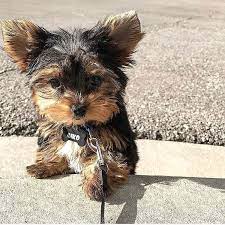 Craigslist is like an adoption agency with no standards or oversight. Yorkie Poo For Sale Near Me Craigslist Pets Lovers