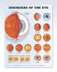 Pin On Eye Anatomy