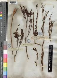 Image result for Montinia