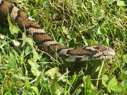 This is a list of snakes found in new jersey, united states. A Guide To Our Region S Snakes Teatown