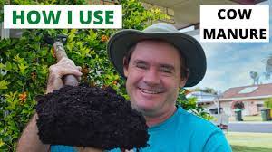 The most common manure types used in the flower garden include cow and horse manure. How I Use Cow Manure Quick Garden Tips Youtube