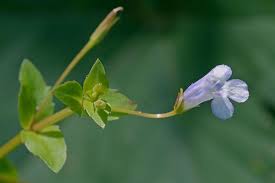 Image result for Linderniaceae