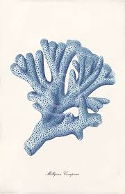 Blue Coral Art Print 11 X 17 Inch Millepora By 1001treasures 25 00 Coral Art Coral Art Print Blue Coral Art