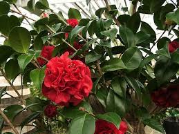 A Red Flowering Camellia Known As Tom Knudsen Garden Helpers Plants Camellia Plant