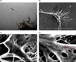 Females stay near their web, defending it the severity of a female bite depends on age and physical condition of the victim and how much venom. Physical Structure Of An Attachment Disc Collected From A Black Widow Download Scientific Diagram