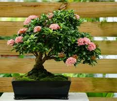 Puerto rico agriculture, puerto rico bonsai, puerto rico ornamental plants Bonsaimente On Twitter Algunos Arboles Del Bonsai Symposium 2018 En Puerto Rico Por Jardin Selecto Estas Fotos Y Otras Mas Del Evento Estan A Tu Alcance En La Cuenta De Hector Pacheco