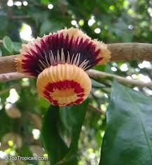 Image result for Napoleonaea septentrionalis