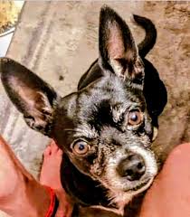 Tammy Gilmore Morris