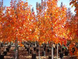 A maple tree for brilliant autumn color in warm climates. Acer Rubrum October Glory Boething Treeland Farms