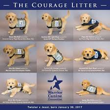 You need to add them and frostiggy you dont need to tho. Pin On Dog Bless You