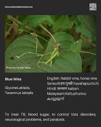 Image result for Teramnus