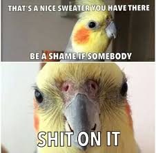 Bird With Crazy Hair Meme Bird Owners Can Relate Funny Parrots Cockatiel Funny Birds