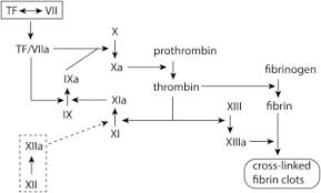 Image result for Common Clotting Pathway
