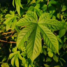 Image result for Merremia tuberosa