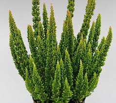 Image result for Calluna vulgaris