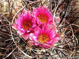 Image result for Sclerocroton cornutus