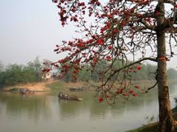 Kết quả h&igrave;nh ảnh cho hoa gạo