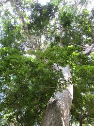 Image result for Dialium guineense