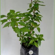 Misai kucing ini elok untuk membersihkan ginjal dan saluran air kencing anda. Buy Pokok Misai Kucing Seetracker Malaysia