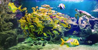 Tortue Aquarium De La Rochelle Pays Rochelais Charente Maritime Tourisme Charentemaritime Aquarium Larochelle Charente Maritime Aquariums La Rochelle