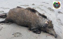 La caccia al cinghiale è praticata fin dai tempi antichi in tutta la sardegna. Ultime Notizie Su Cinghiale Ogliastra Vistanet