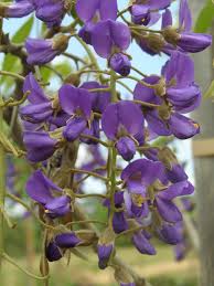 Image result for Bolusanthus