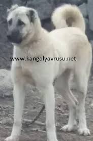 Damizlik Disi Kangallar Satilik Kangal