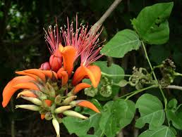 Image result for Erythrina madagascariensis
