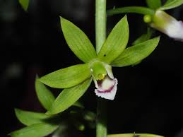 Image result for Eulophia coeloglossa