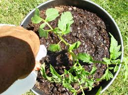 Just one plant per bucket would be my recommendation. How To Build A Simple And Basic Double Tomato Container With Water Resevoir 6 Steps Instructables