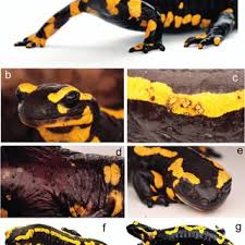 Maybe you would like to learn more about one of these? Pdf Batrachochytrium Salamandrivorans In The Ruhr District Germany History Distribution Decline Dynamics And Disease Symptoms Of The Salamander Plague