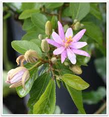 Image result for Grewia herbacea