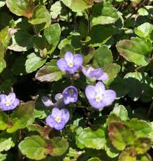 They have coarse teeth along the margins with short petioles. Veronica Persica Birdeye Speedwell Bird S Eye Bird S Eye Speedwell Common Field Speedwell Winter Speedwell North Carolina Extension Gardener Plant Toolbox