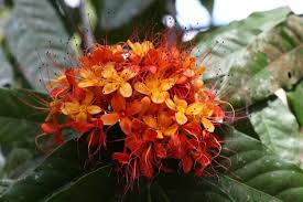 Image result for Fabaceae subfamily Caesalpinioideae