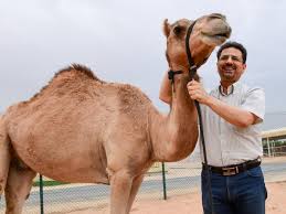 | englishandarabic.com is an online english and arabic translation and dictionary website. The Desert Safari On Twitter Beating All Odds And Defying Her Critics Injaz The World S First Cloned Female Camel Celebrated Her 10th Birthday In Dubai On Monday Injaz Meaning Achievement In Arabic