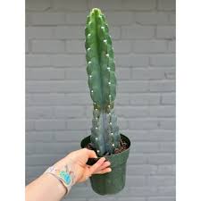 Image result for Cereus jamacaru
