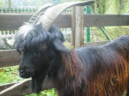 Black And White Goat Breeds 17 Incredibly Handsome Longhaired Goat Breeds And Their Importance Goats Raising Farm Animals Farm Animals