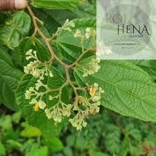 Image result for Grewia microthyrsa