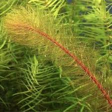 Image result for Philyrophyllum