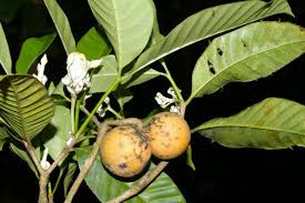 Image result for Tabernaemontana inconspicua