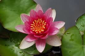 Image result for Nymphaea