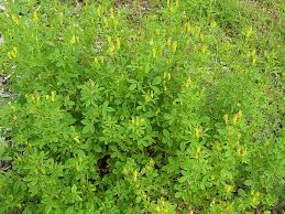 Image result for Melilotus indicus